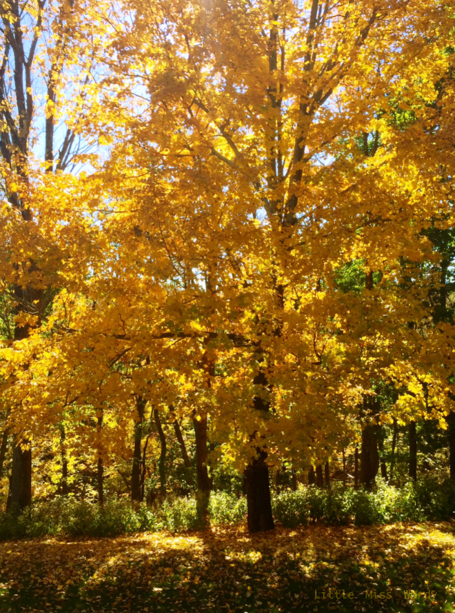 Fall Tree, Autumn, Yellow Leaves
